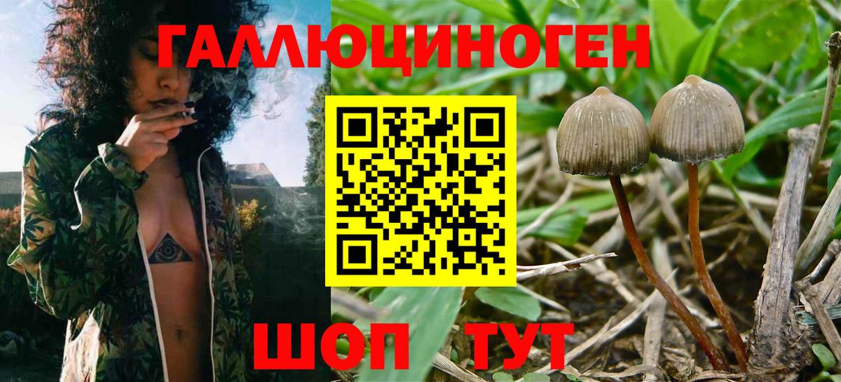 Галлюциногенные грибы MAGIC MUSHROOMS  Вход с VPN  Донской 